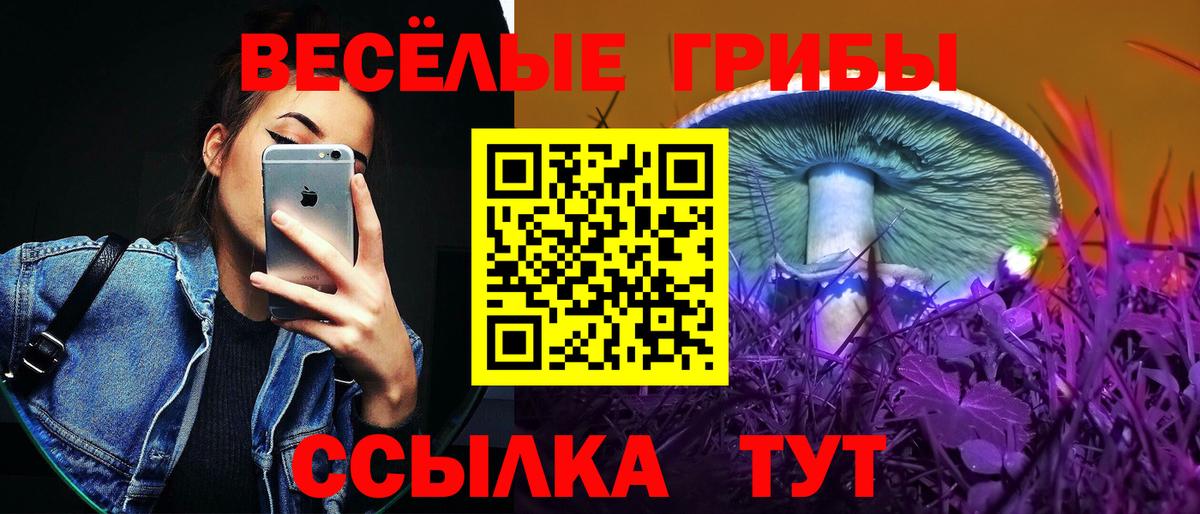 Галлюциногенные грибы Psilocybe Краснознаменск
